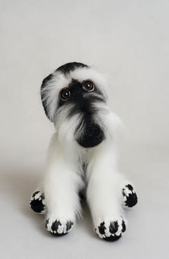 Schnauzer schwarz-silber